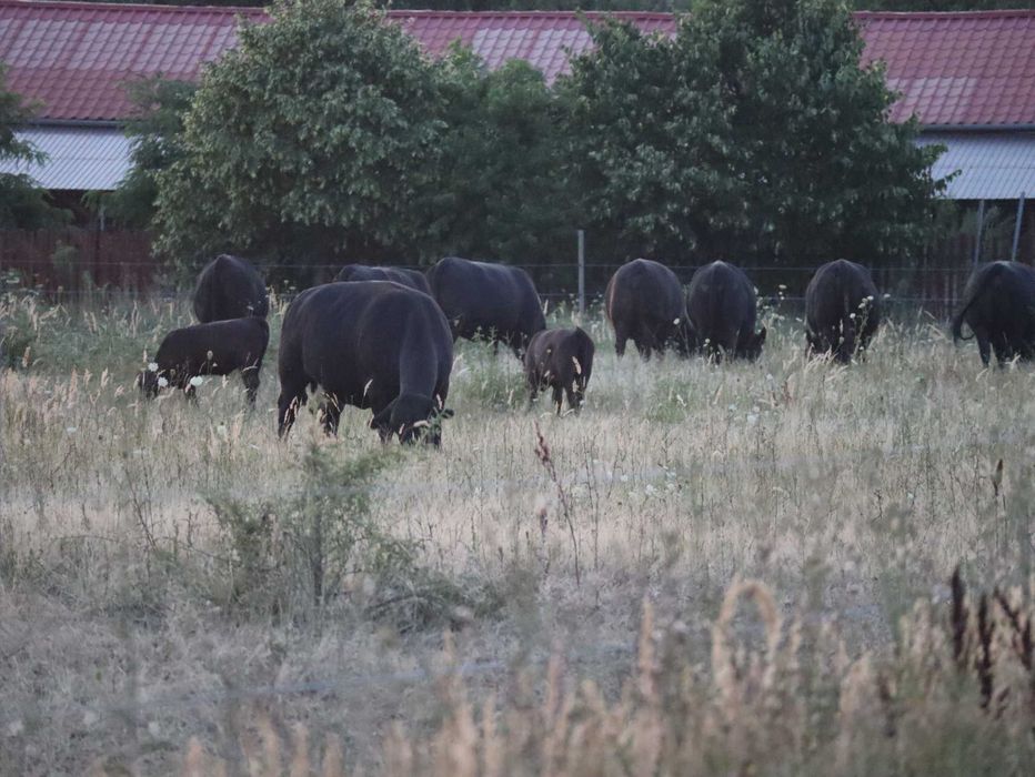 Vaci Black Angus cu pedigree
