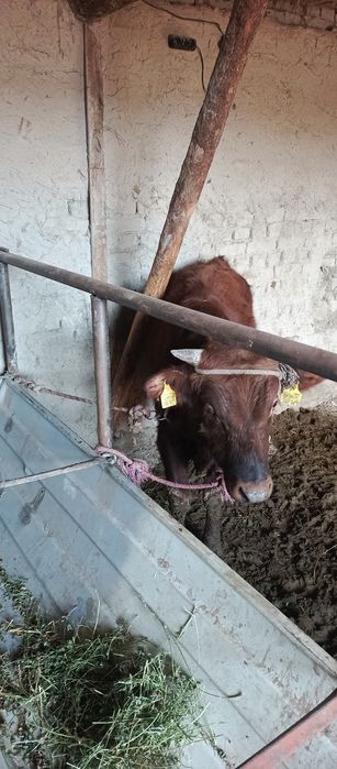 Букача сотилади, 1 ёш2 ойлик бозорга чикмаган