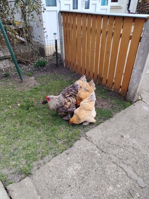 Brahma familie de anul trecut