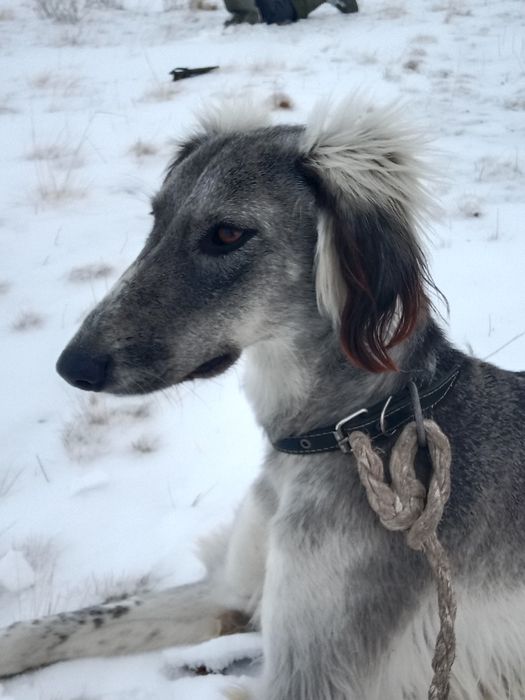 Тазы сатылады рабочи