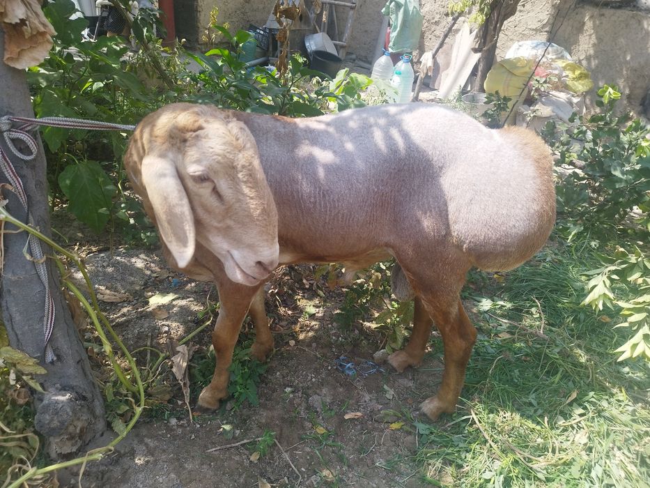 Arashan zotli qoʻy ishonchli sogʻlom hali tish chiqmagan yosh. 115 +kg