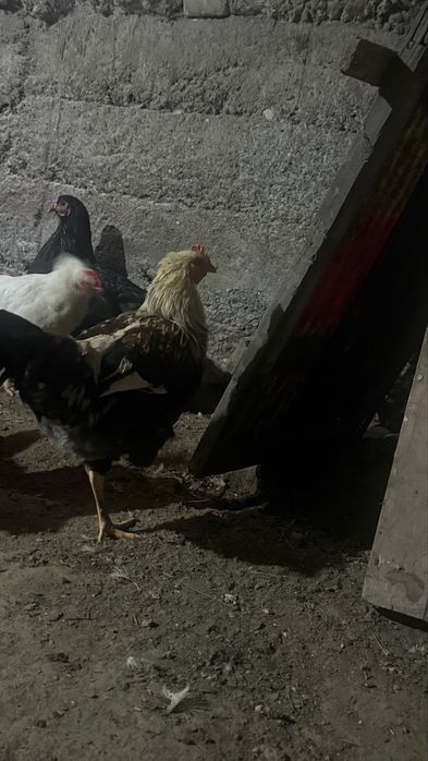 Продам петухов молодыйе