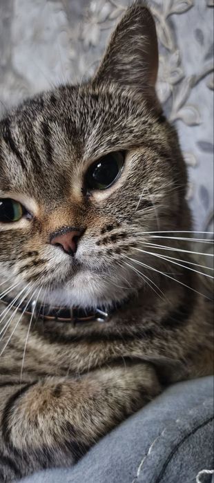 кошка шотландская
