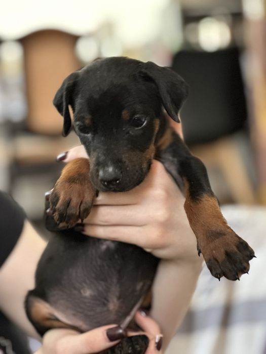 Щенки добермана