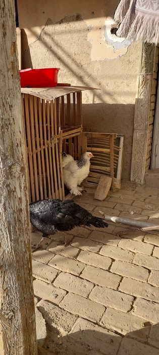 Индук зотли икта