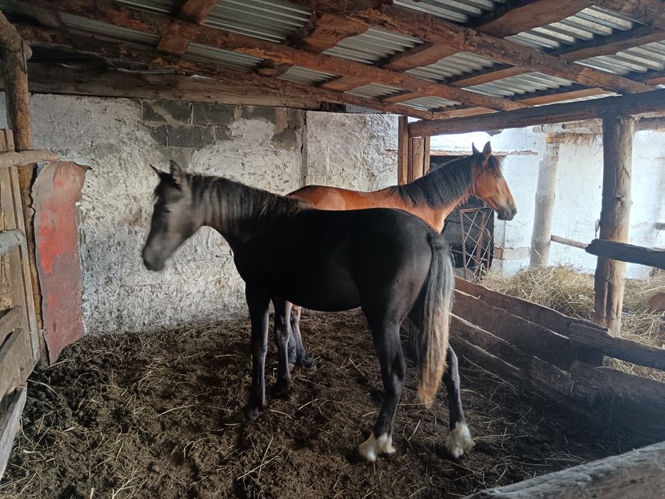 Тайлар бир жылдыктар