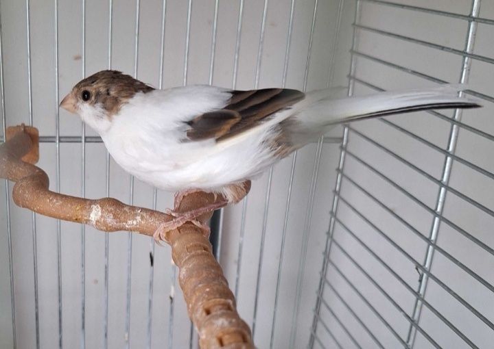 Canari de culoare și de cantec