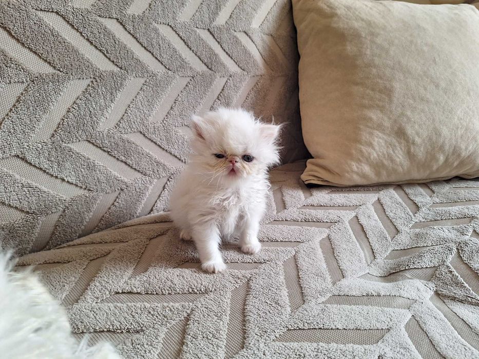 Персийски котенца