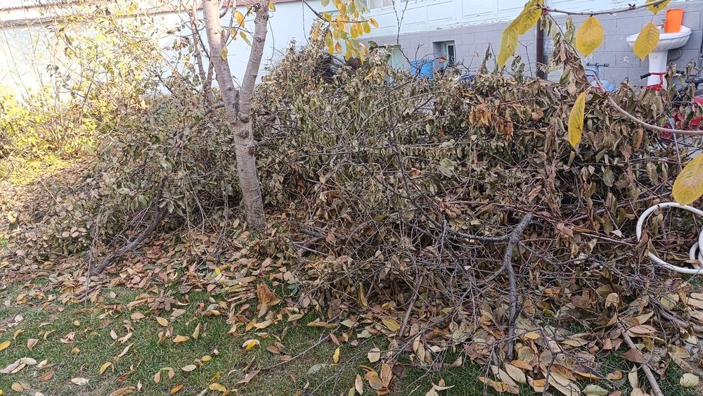 Oʻtin bor chopilgani ham qoʻshib beriladi