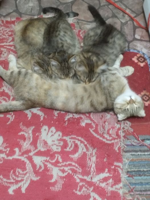 Кошечка 4 месяца,в подарок