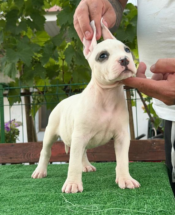 Femela   amstaff