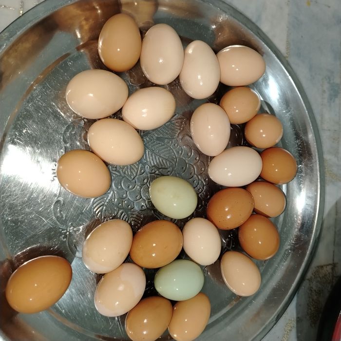 Домашние яицо Үйдің жұмыртқасы