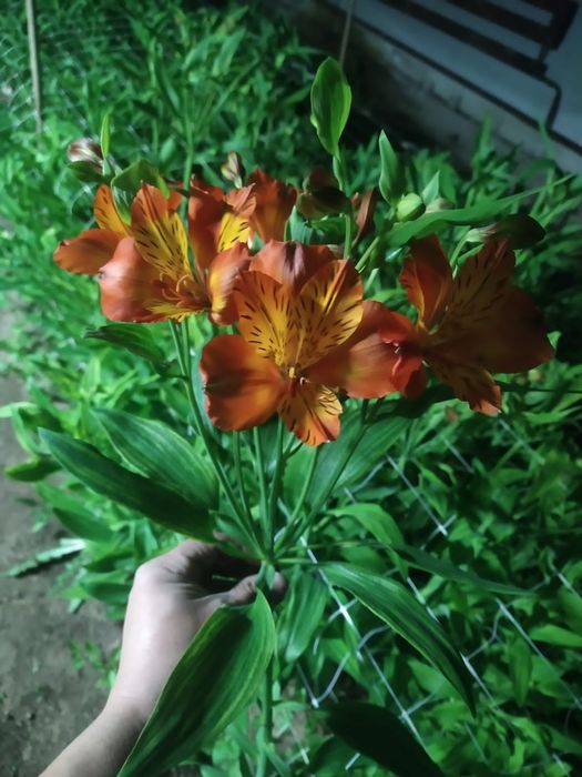 Цветы Альстромерия