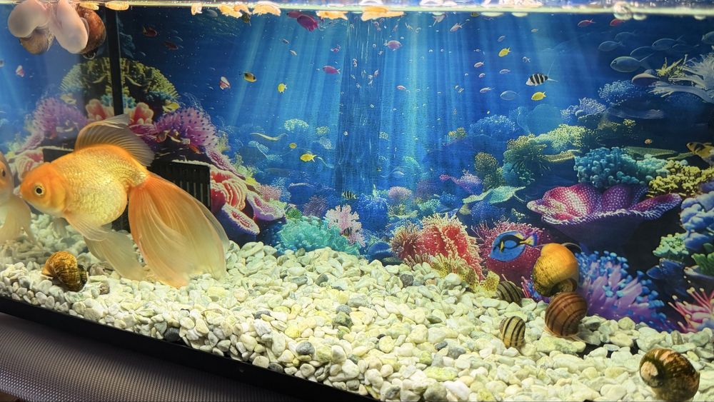 Отдам улиток аквариумных