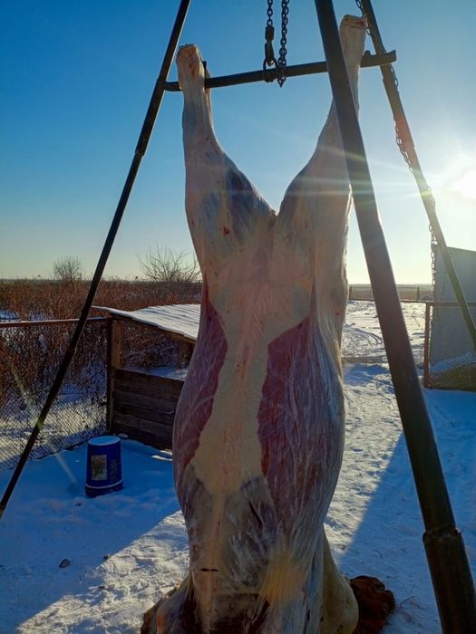 Продам согым! Продам согым!