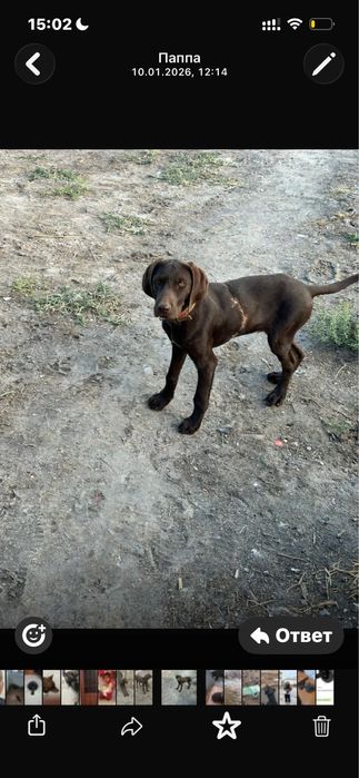 Курцхххар сатылады