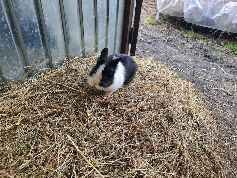 Mascul iepure Cap de Leu