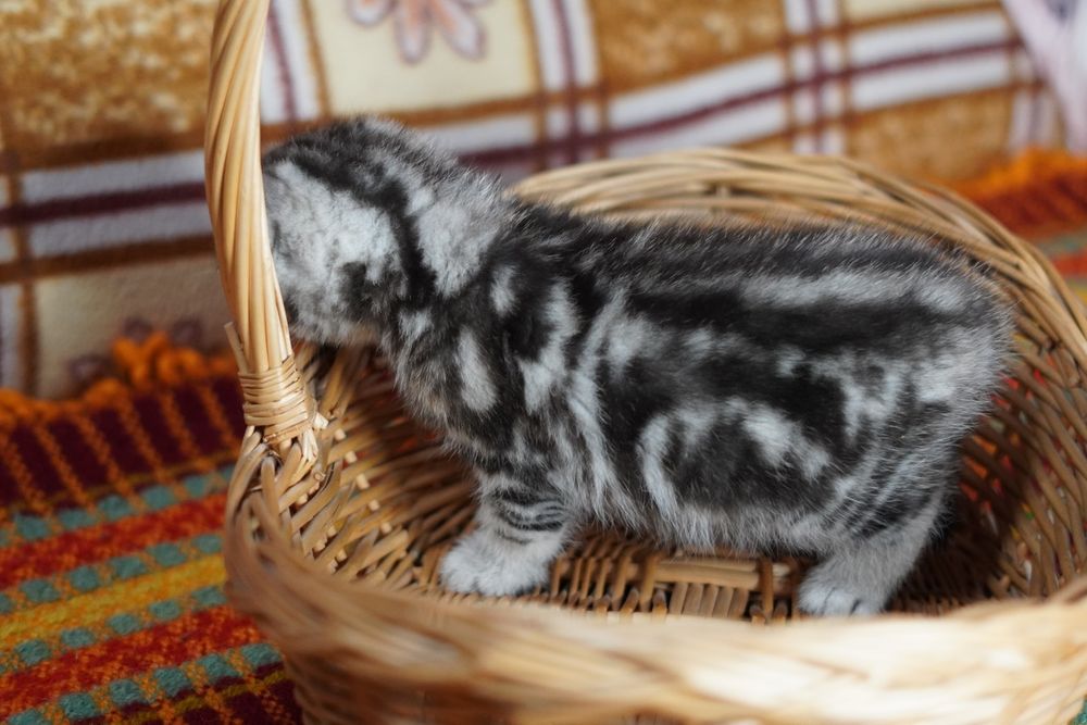 Британские котята~