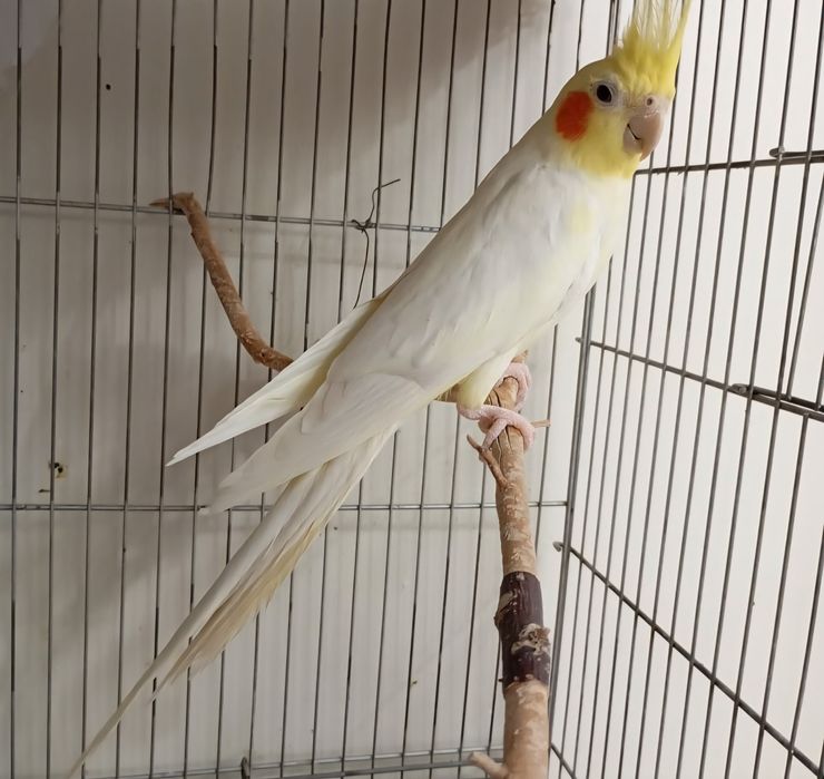 Пара кореллы, самец корелла