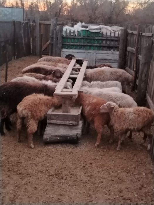 Бараны и овцы продам