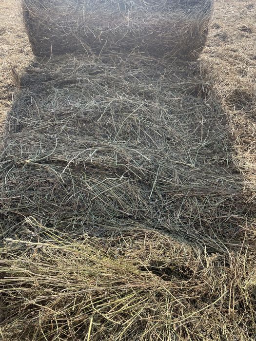 Vand lucerna coasa 3