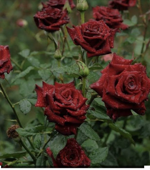 Роза оптом розница от 800тг шт