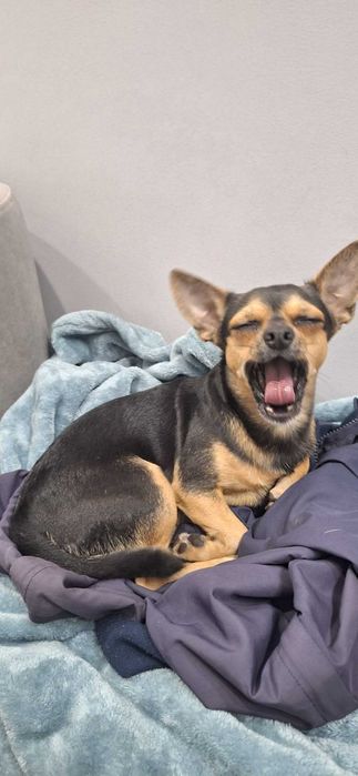 Очаровательный кобелёк ищет невесту