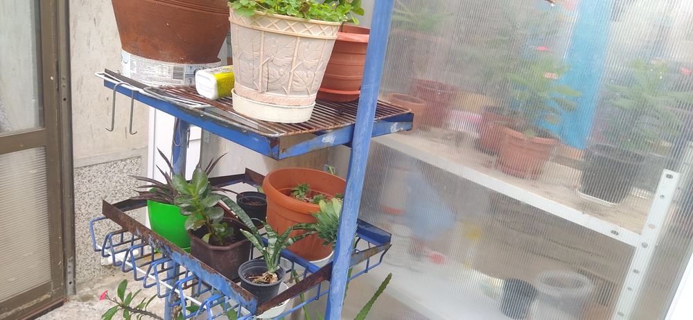 продавам Авокадо, дръвче и други цветя