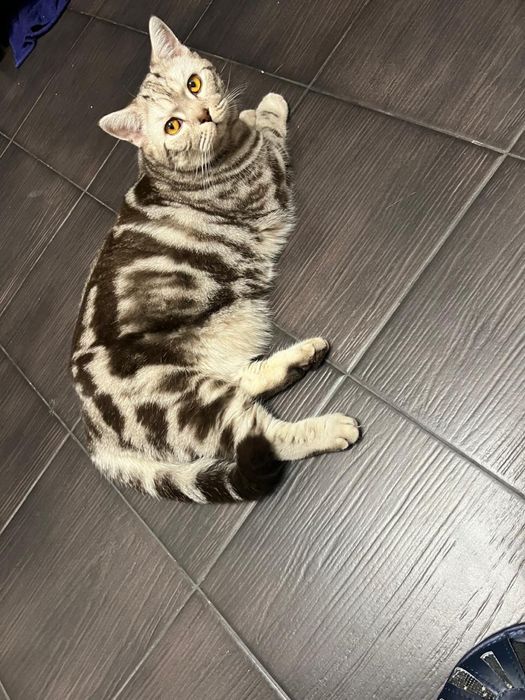 Отдам в добрые руки