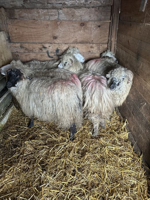 De vanzare 6 oi tinere cu miei