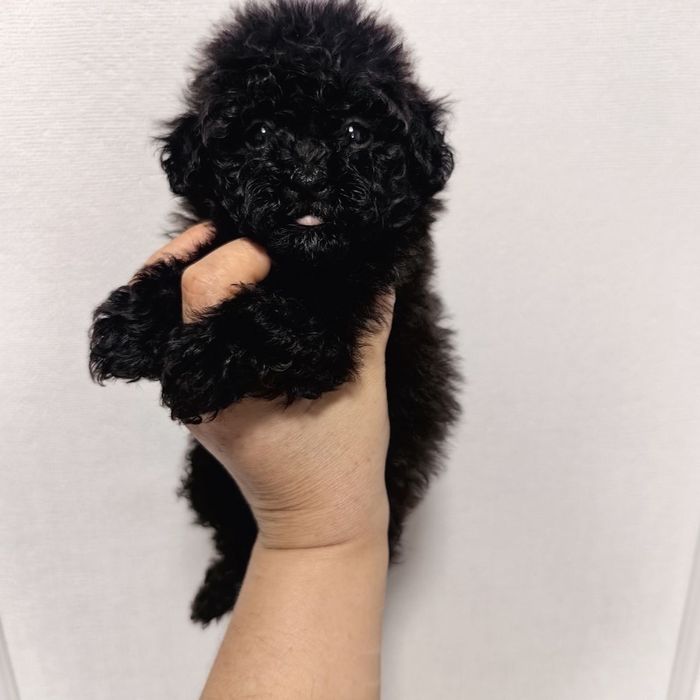 Мальчик мальтипу F1,  супер мини