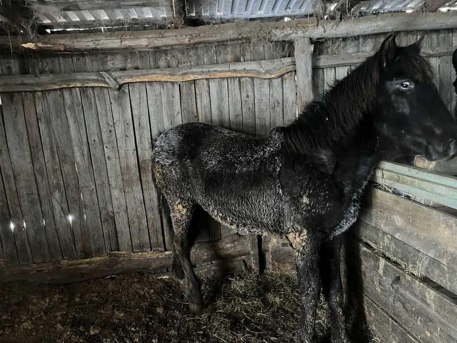 Продам Тай на откорме