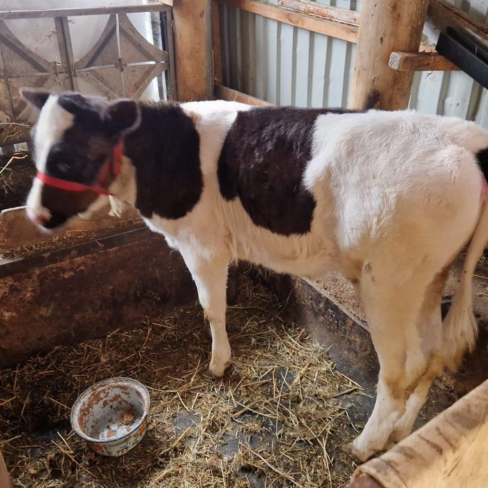 Корова              ,