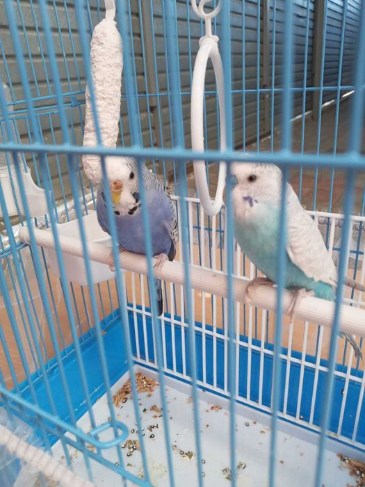 Попугай, пара, с клеткой, продам