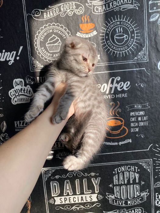 Скотиш фолд вислоухая