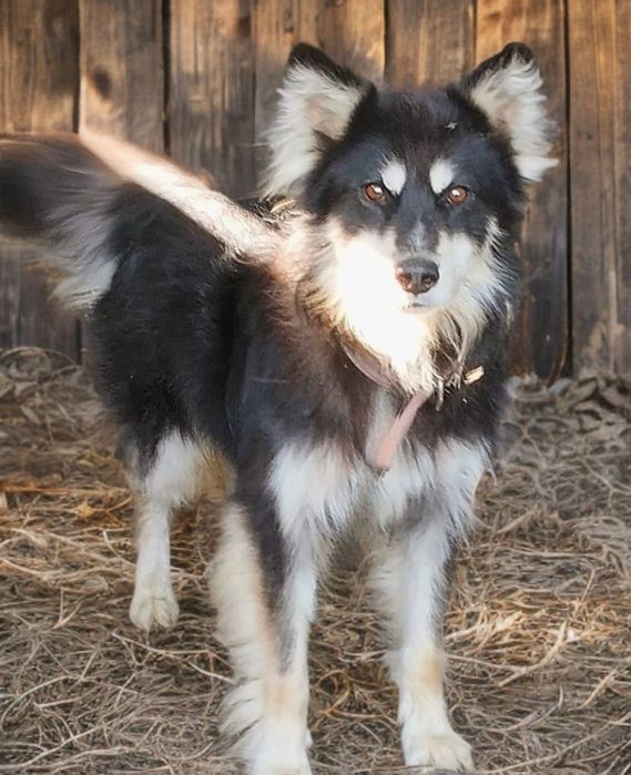 Собака ищет дом!