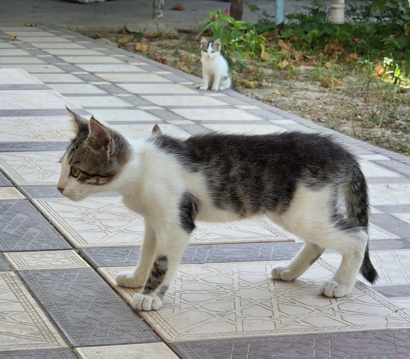 7 котят и 1 мама