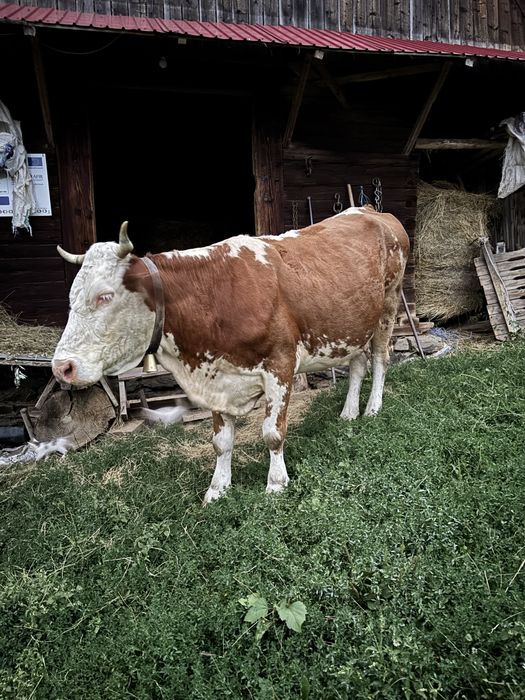 Vând vaca de 10 ani