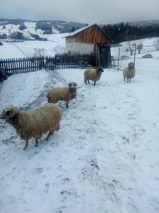 Vând 3 oi și un berbec