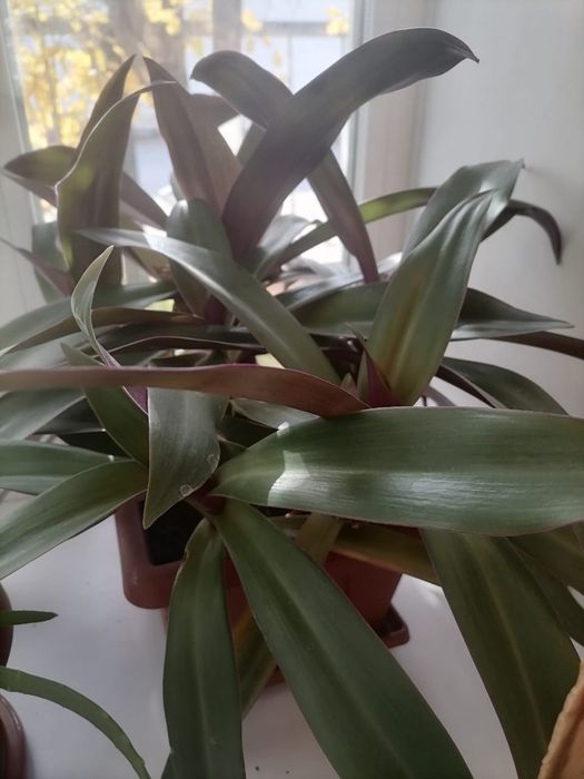 Продам цветок Рео