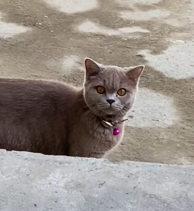 Britanya kalta yungli mushugi