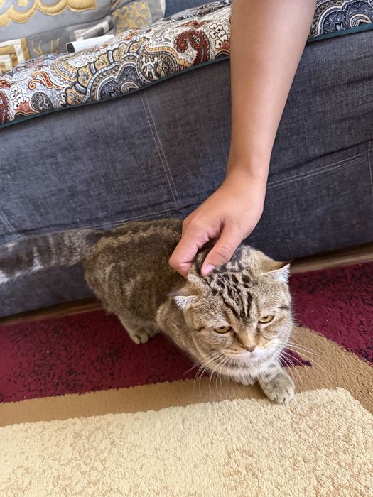 Кошка бесплатно.                    .