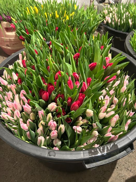 Голланские тюльпаны от 450 тг оптом