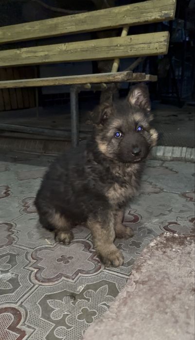 Щенок немецкой овчарки