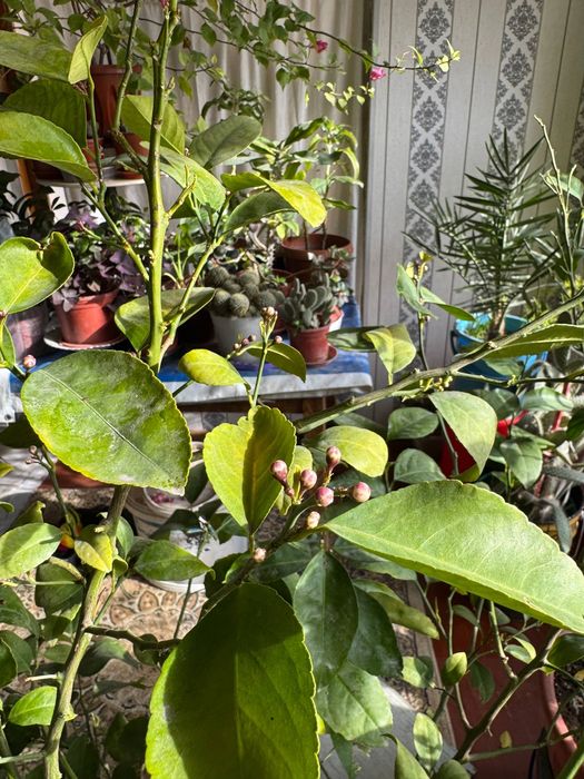 Mevaga kirgan Lemon daraxti sotiladi