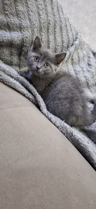 Британские котята