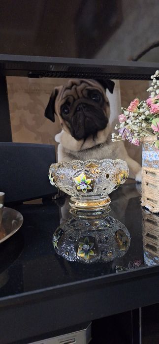 Мопс для вязки, наш мопс Тедди ищет спутницу