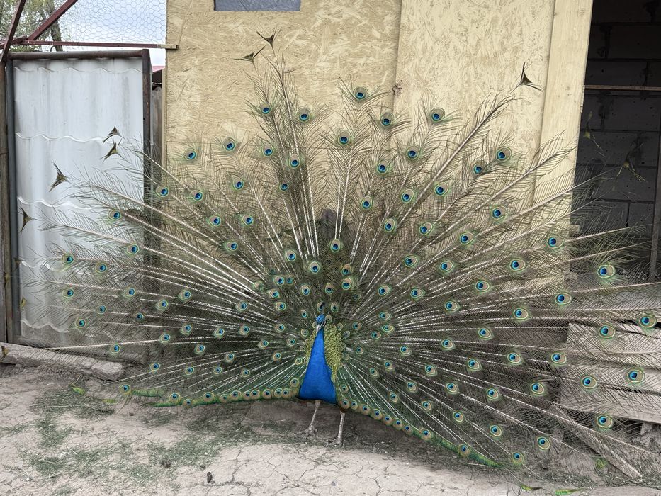 Vand pauni albastri