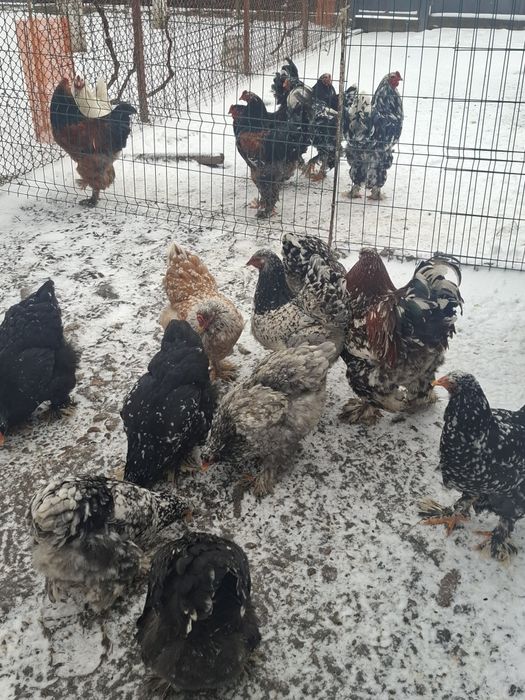 Vând cocoși și gaini brahma vaccinați și deparazitați