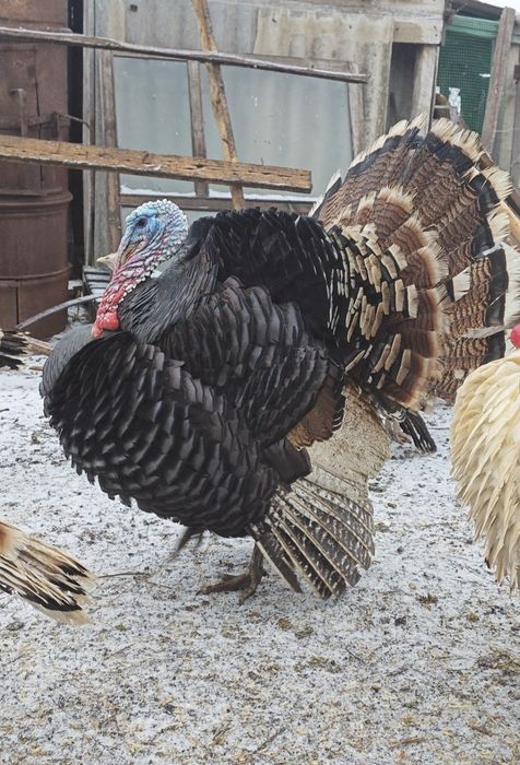 Продам индюков, описание